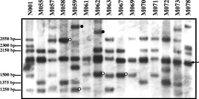 FIG. 2.