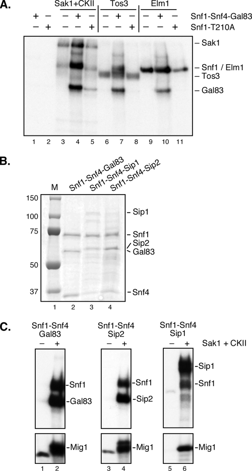 FIG. 4.