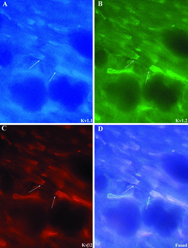 Fig. 8.