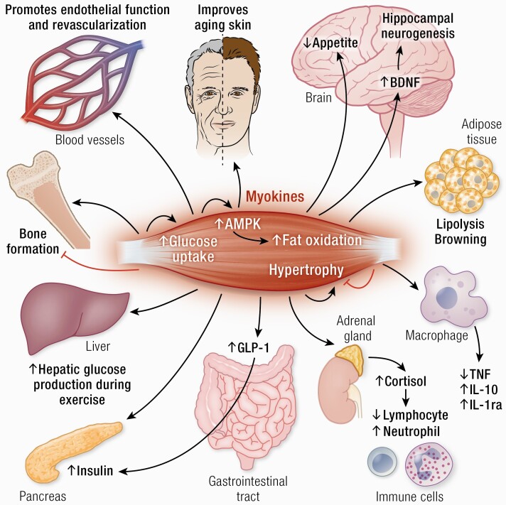 Graphical Abstract