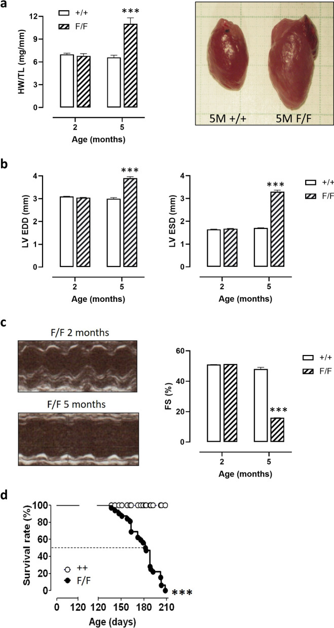 Fig. 11