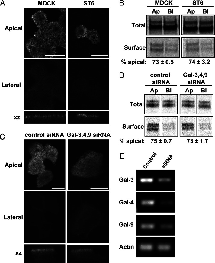 FIGURE 5: