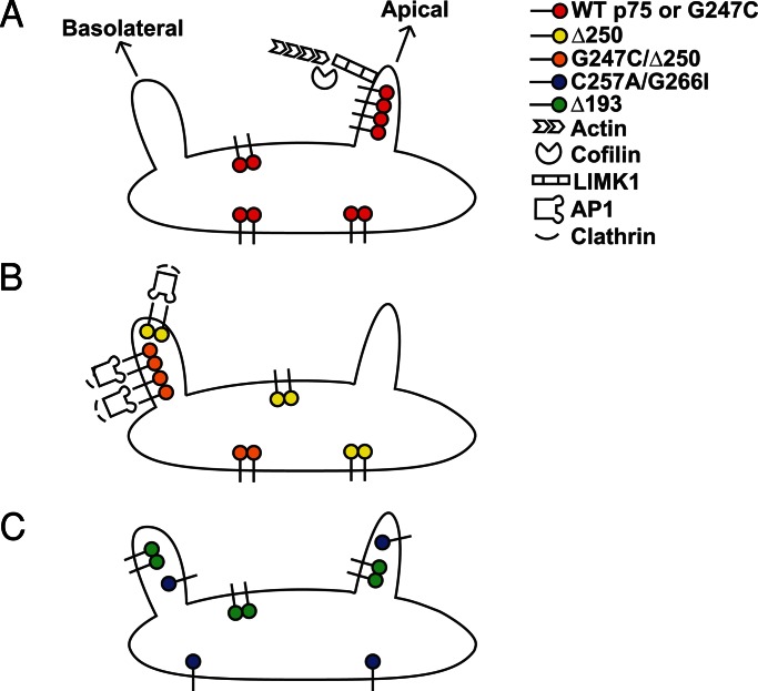 FIGURE 7: