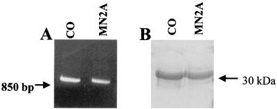 FIG. 1