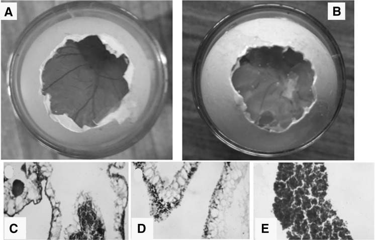 Fig. 9