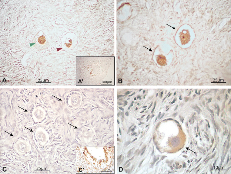 Fig. 6