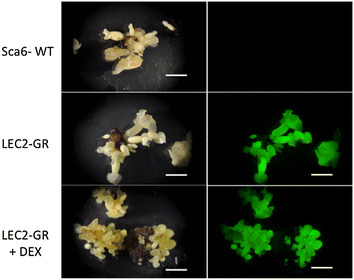 Fig. 2