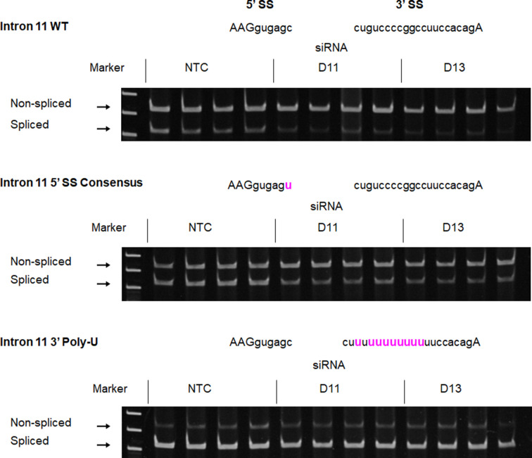 Figure 7—figure supplement 2.