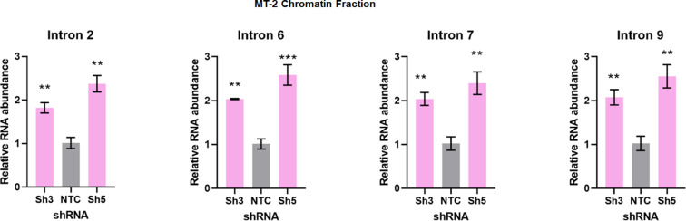 Figure 5—figure supplement 1.