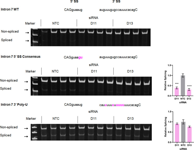 Figure 7—figure supplement 3.