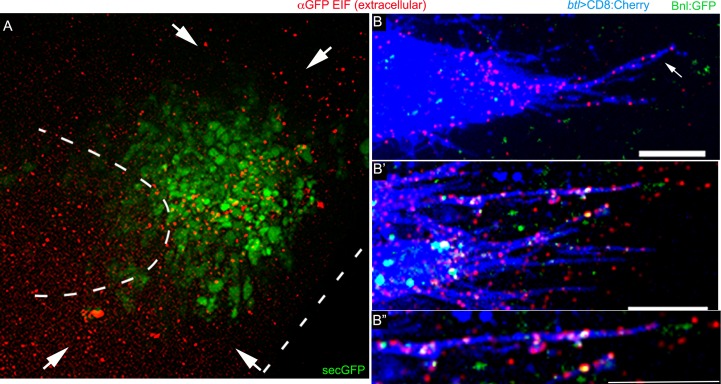 Figure 3—figure supplement 1.