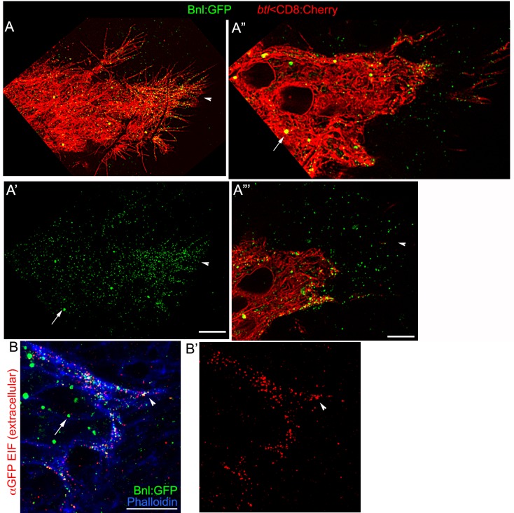 Figure 3—figure supplement 2.