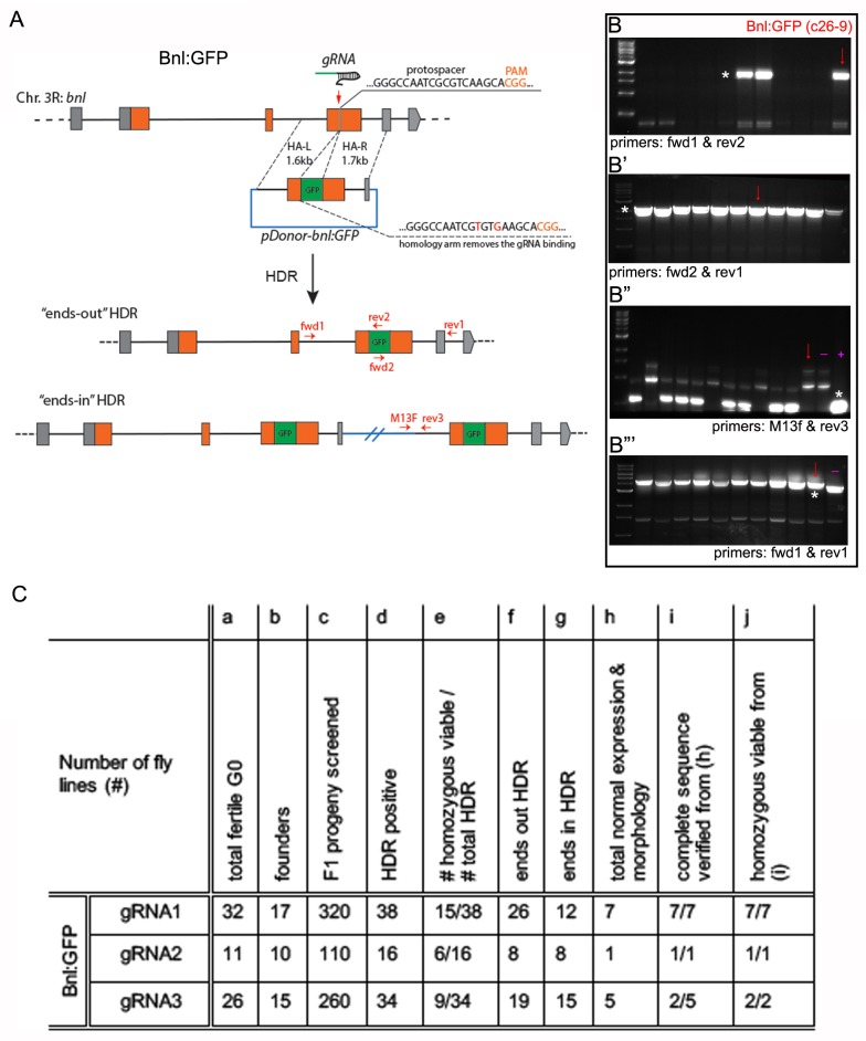 Figure 1—figure supplement 1.