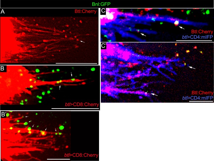 Figure 3—figure supplement 3.