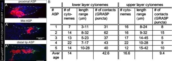 Figure 5—figure supplement 1.