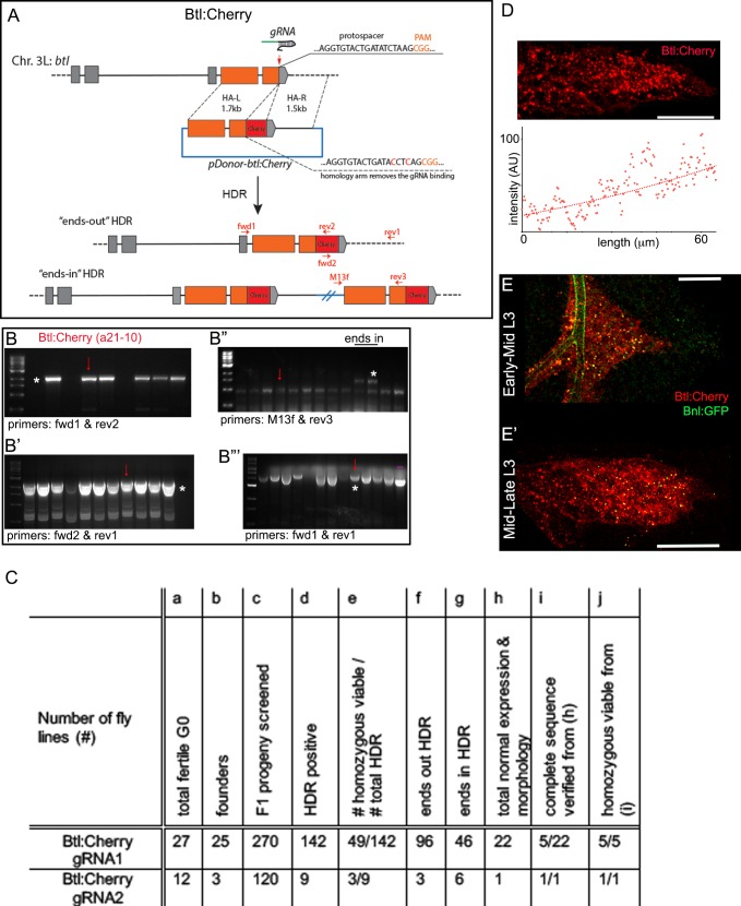 Figure 2—figure supplement 1.