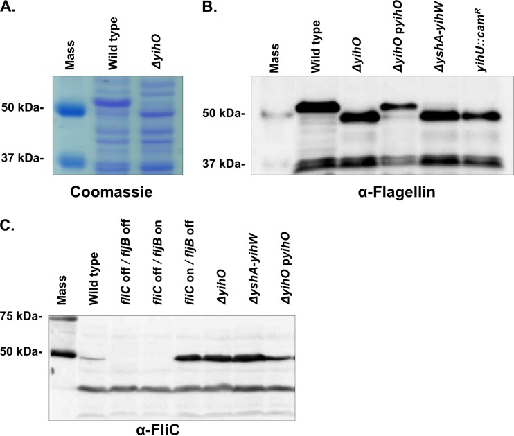 FIG 5