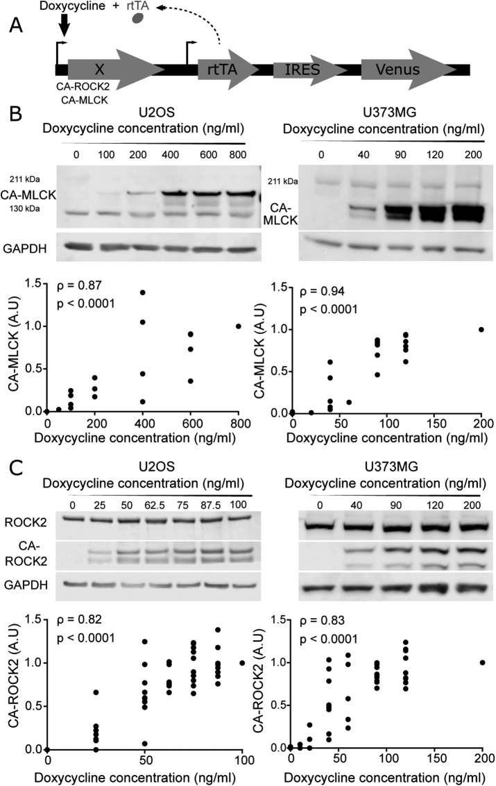 FIGURE 1: