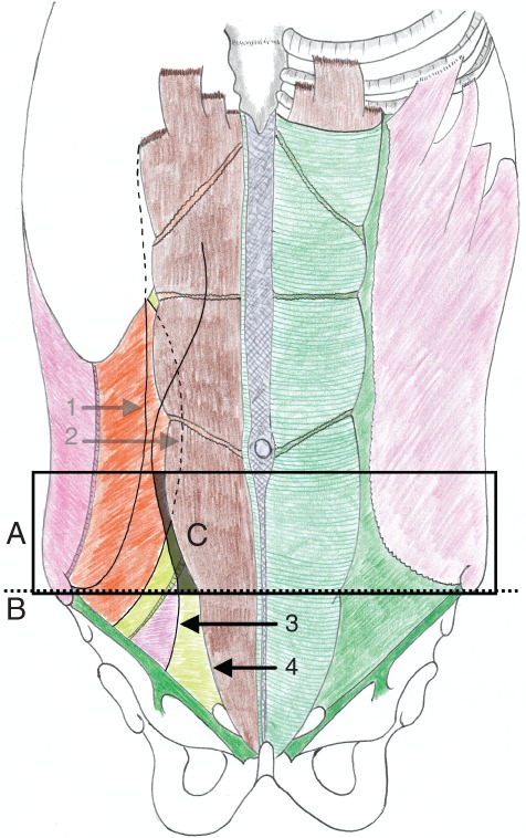 BJS5-50252-FIG-0002-c