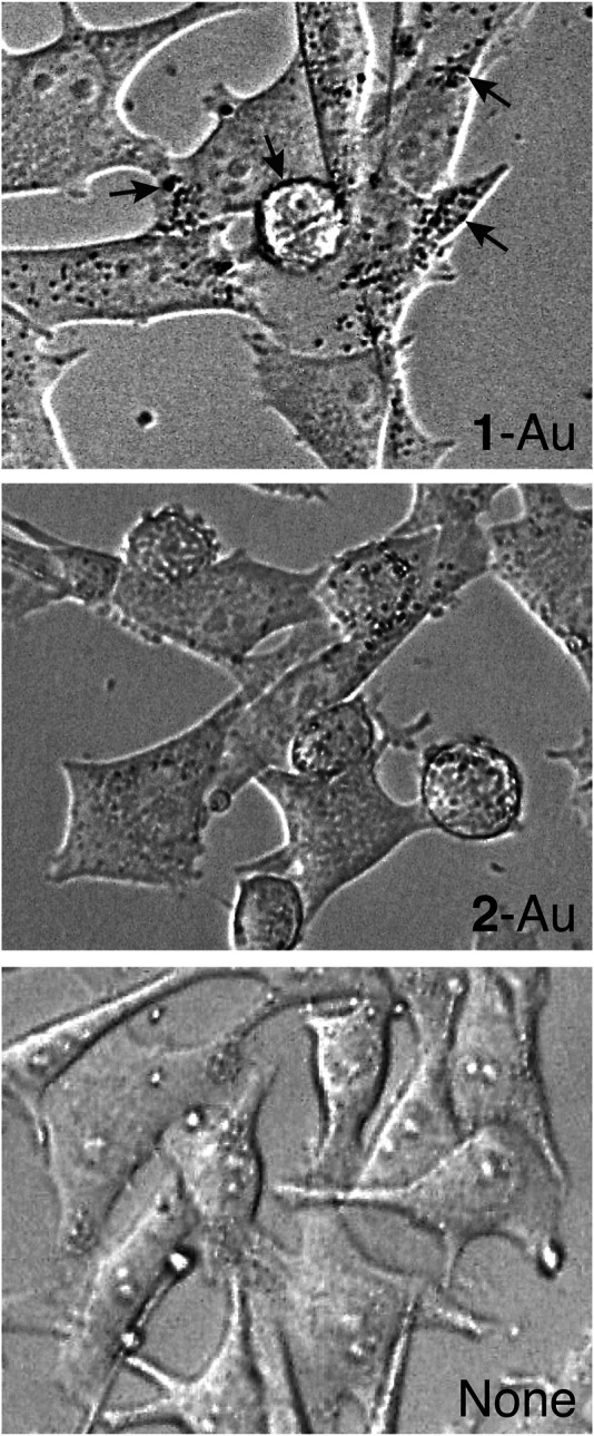 FIGURE 3