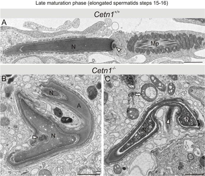 Fig. 6.