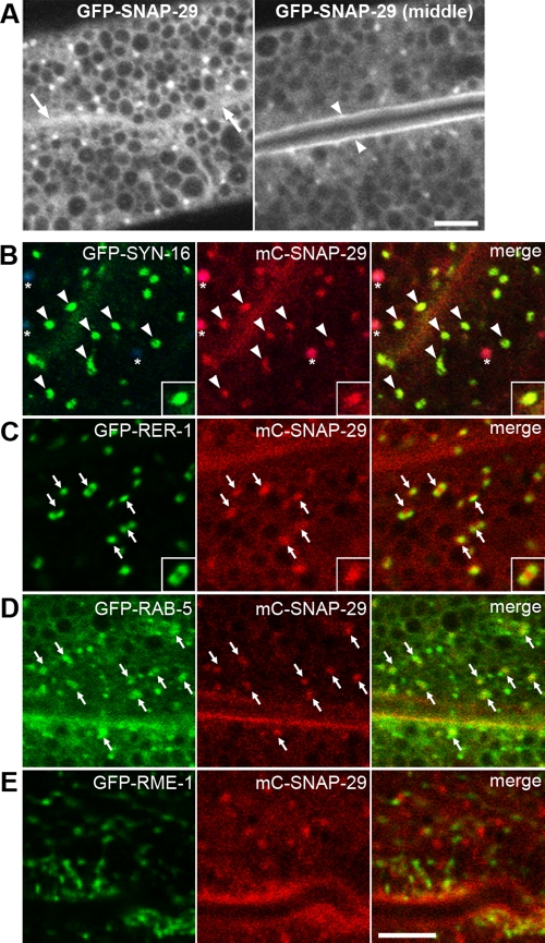 FIGURE 3: