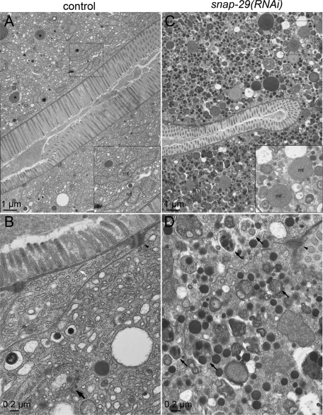 FIGURE 5: