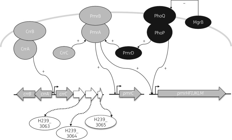 Figure 5.