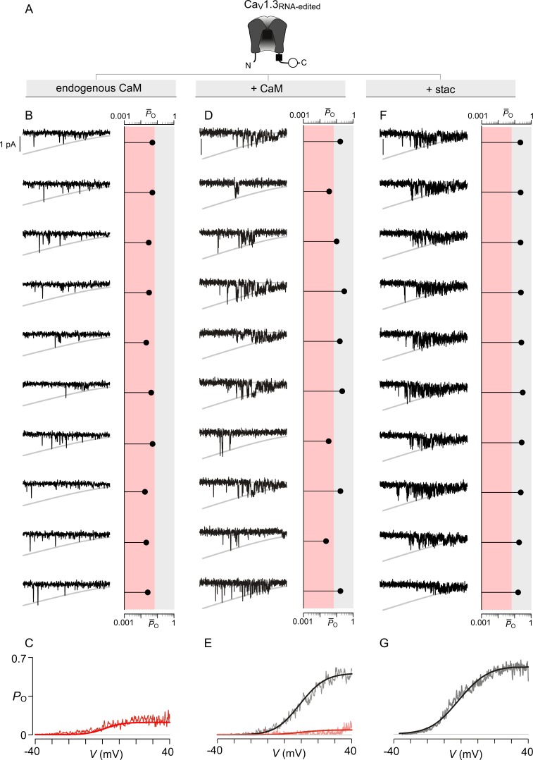 Figure 4—figure supplement 2.