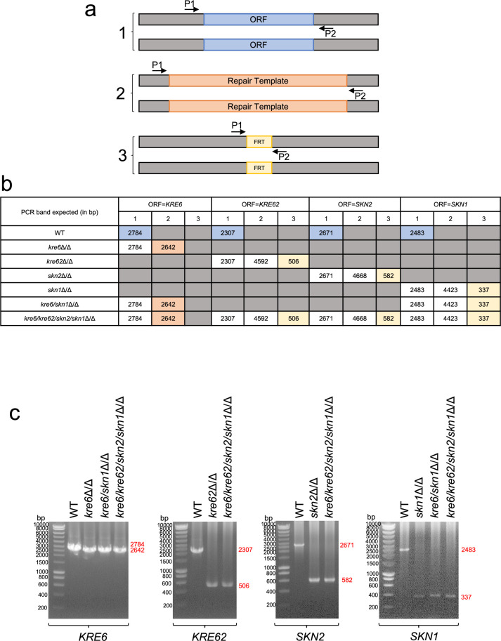 Figure 4—figure supplement 1.