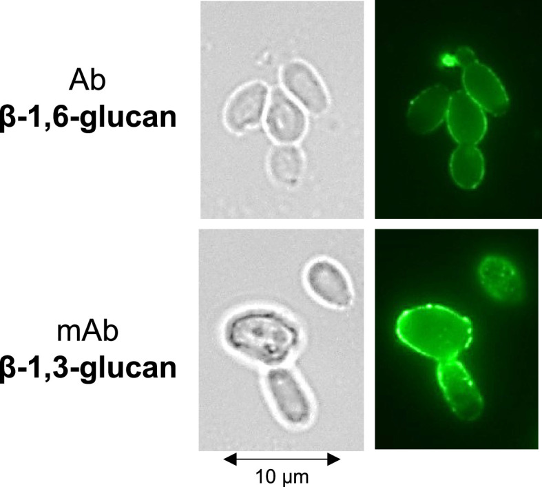 Figure 6—figure supplement 5.