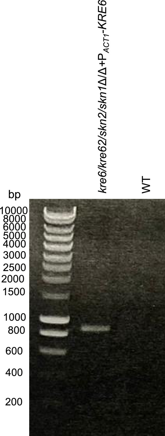 Figure 4—figure supplement 2.