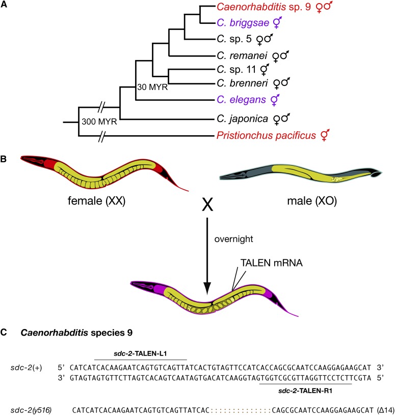 Figure 5