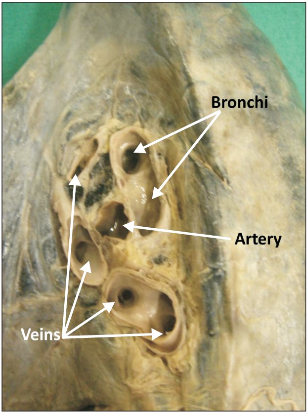 Fig. 8