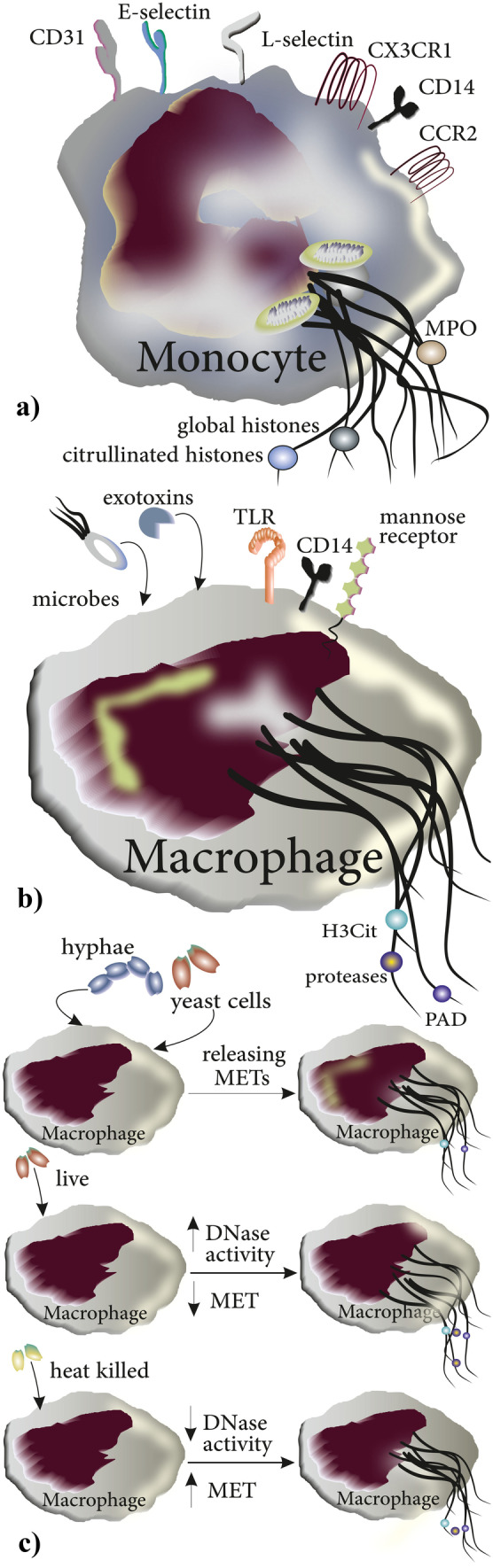 Fig. 5