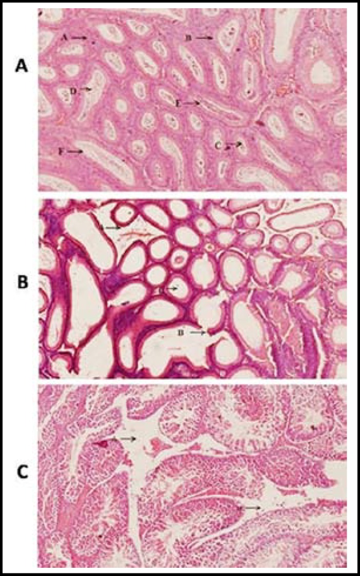 Fig.1