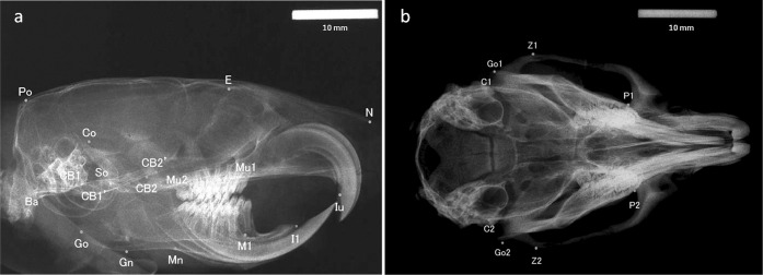 Figure 1. Cephalometric landmarks on radiographs. (a) Sagittal. (b) Transverse.