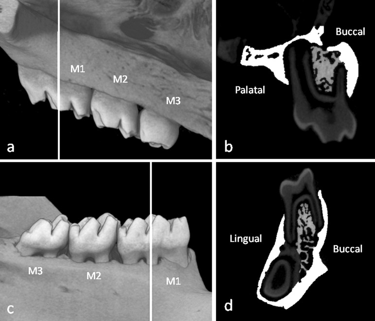 Figure 2. Three-dimensional micro–computed tomography images of the upper and lower first molar regions. White lines indicate the portions of the images used for the analysis of the maxillary and mandibular first molars (a, c). The white areas indicate the cortical bone areas, and the gray areas indicate trabecular bone areas (b, d). M1 indicates the first molar; M2, the second molar; M3, the third molar.