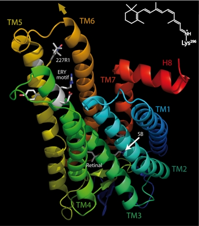 Fig. 1.