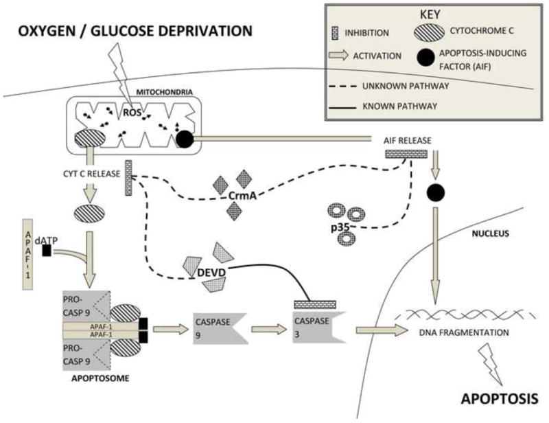 Fig 6