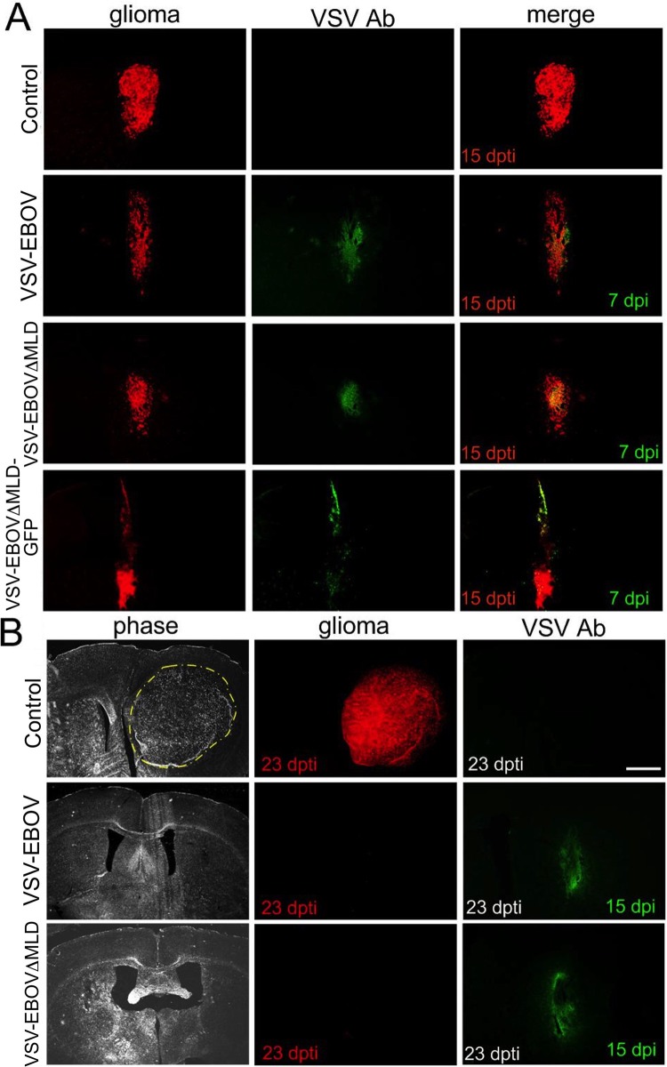 FIG 6