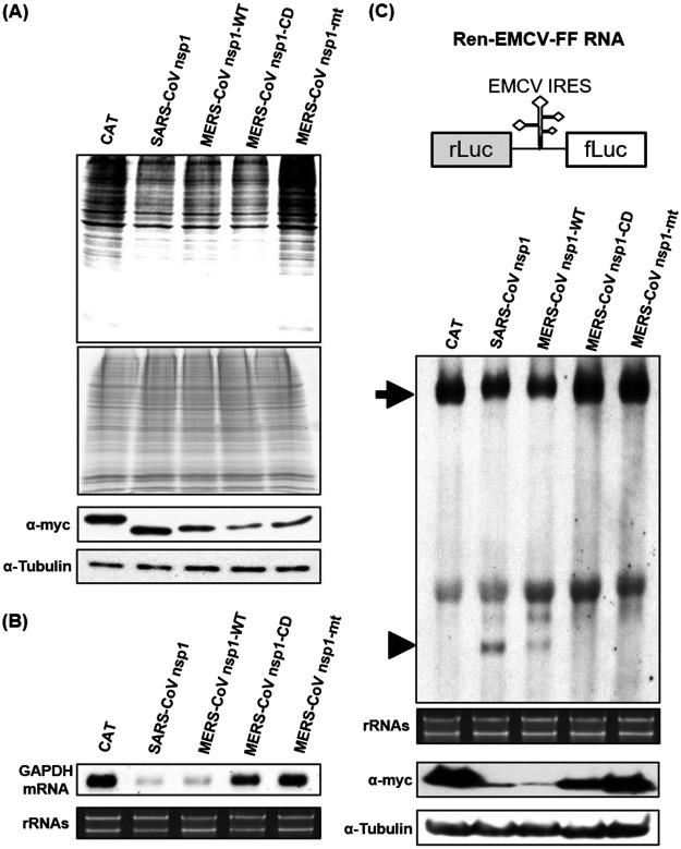 FIG 1