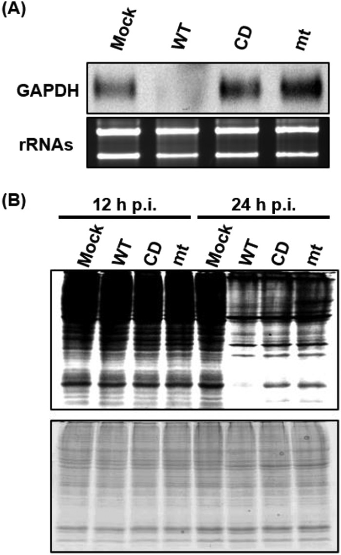 FIG 7