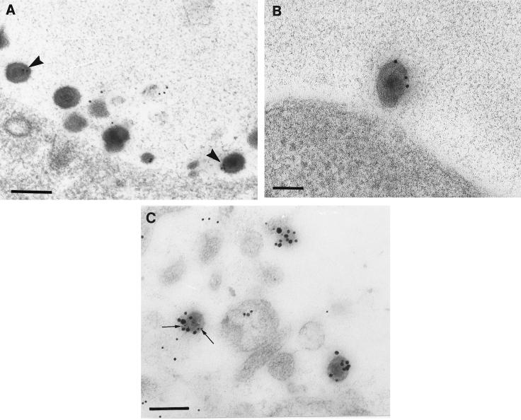 FIG. 7.