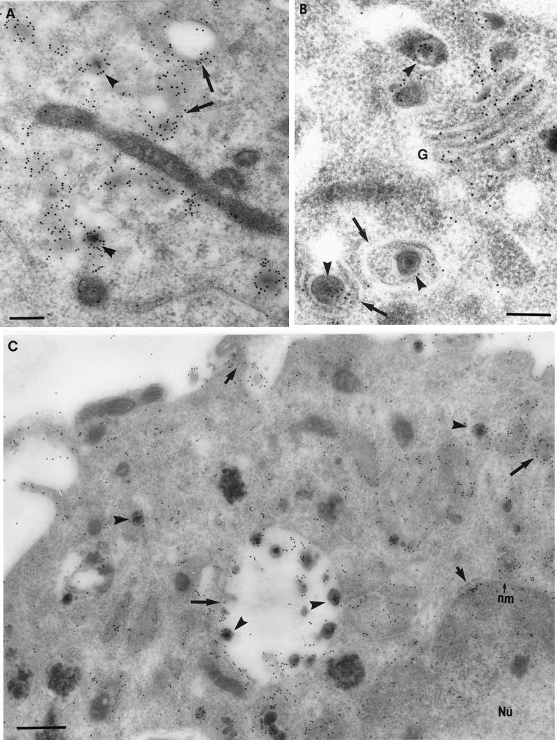 FIG. 4.