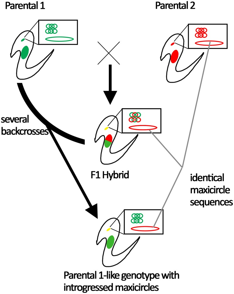 Fig 4