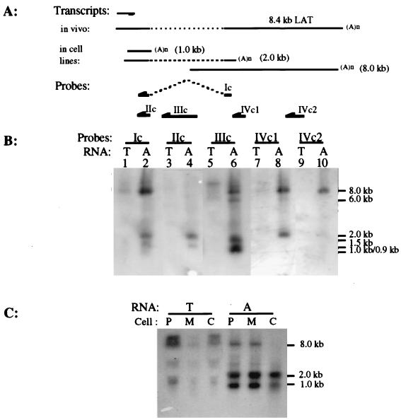 FIG. 5