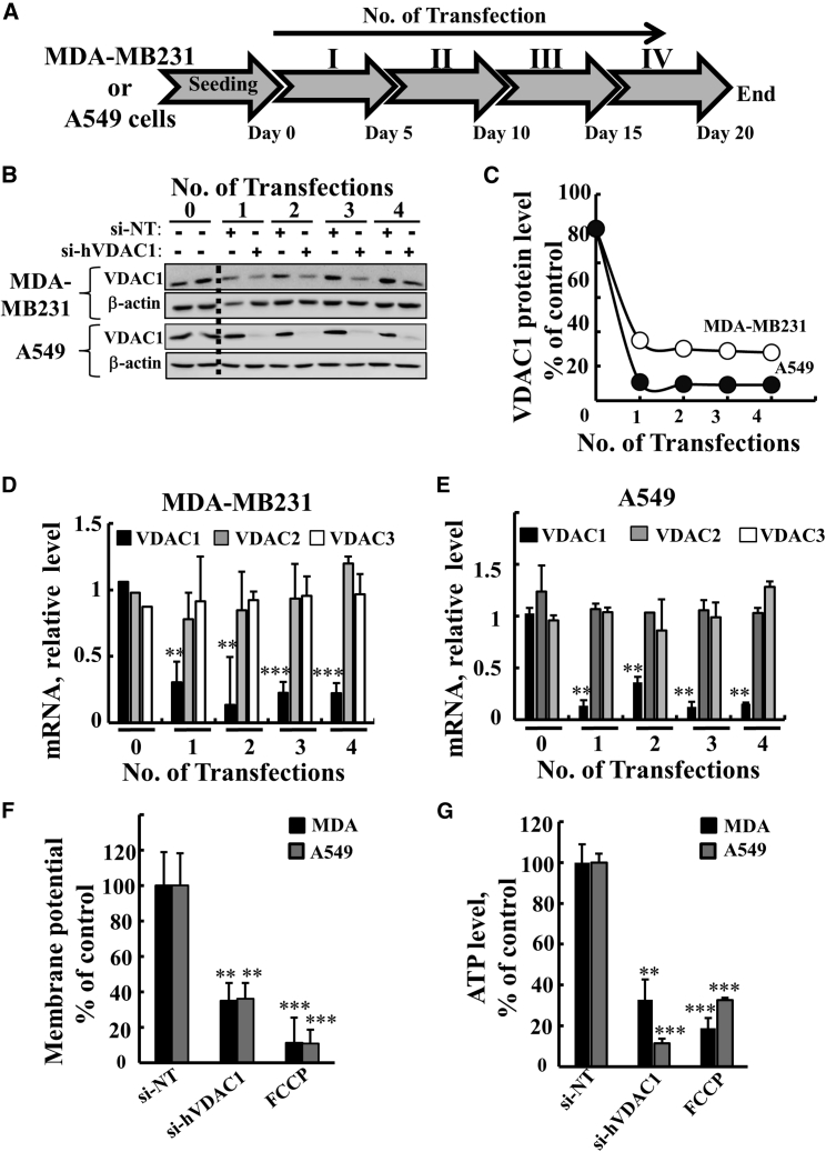 Figure 6