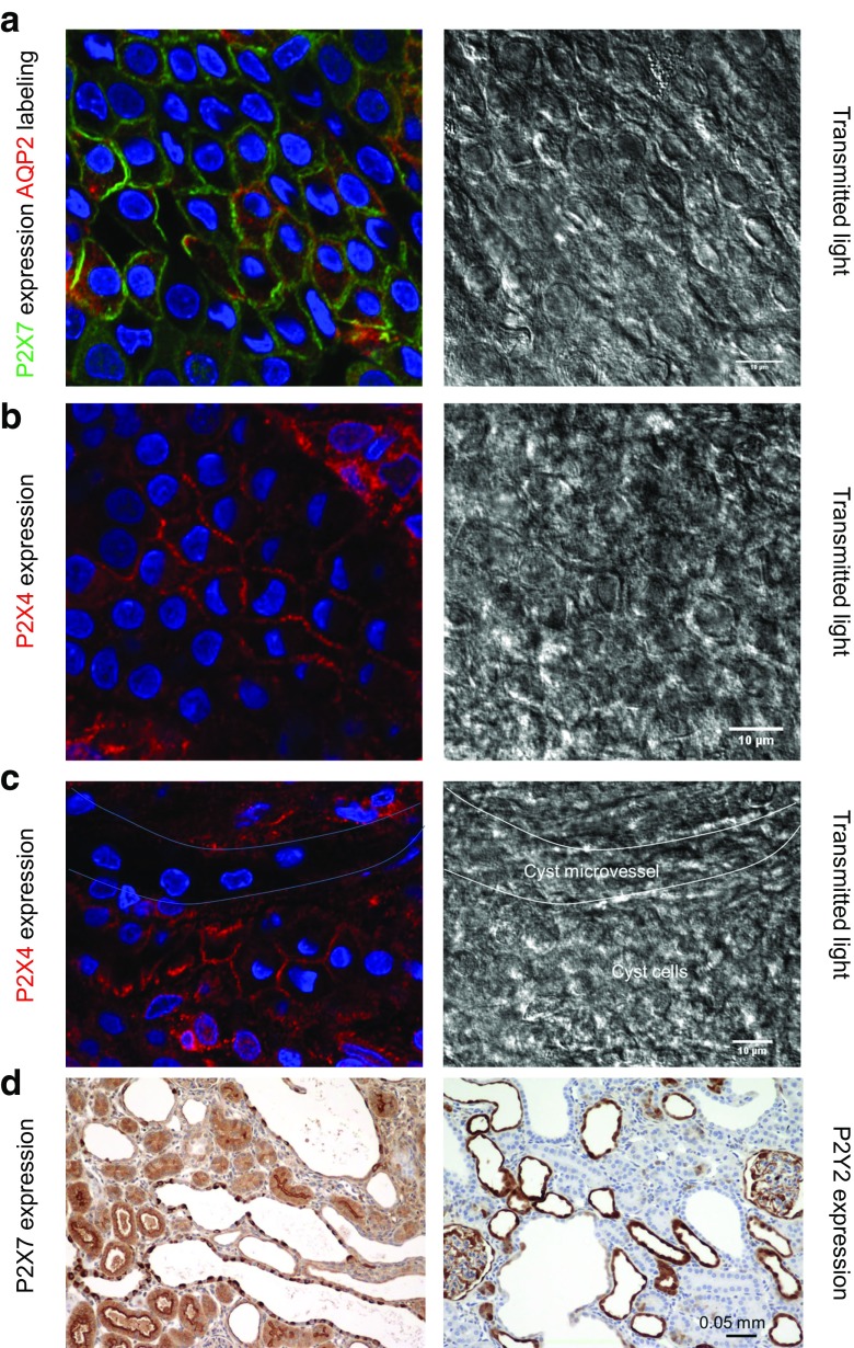 Fig. 8