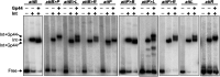 FIG 3